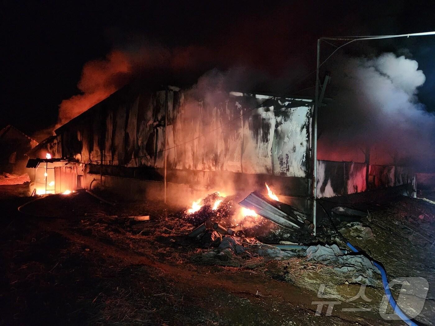 본문 이미지 - 3일 오전 3시16분쯤 경북 성주군 선남면 한 돼지 농장에 불이나 소방 당국이 화재진압에 나섰다(경북소방본부 제공)2025.2.3/뉴스1