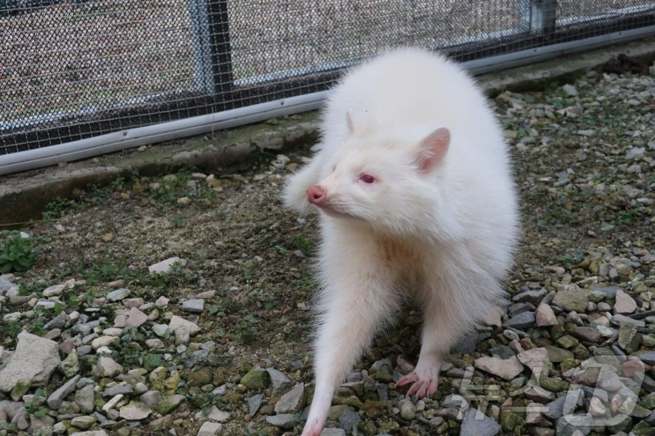 본문 이미지 - 지난 1월 6일 광주 북구 우치동물원 화장실에 유기된 라쿤의 모습.(광주야생동물센터 제공)2025.2.3/뉴스1