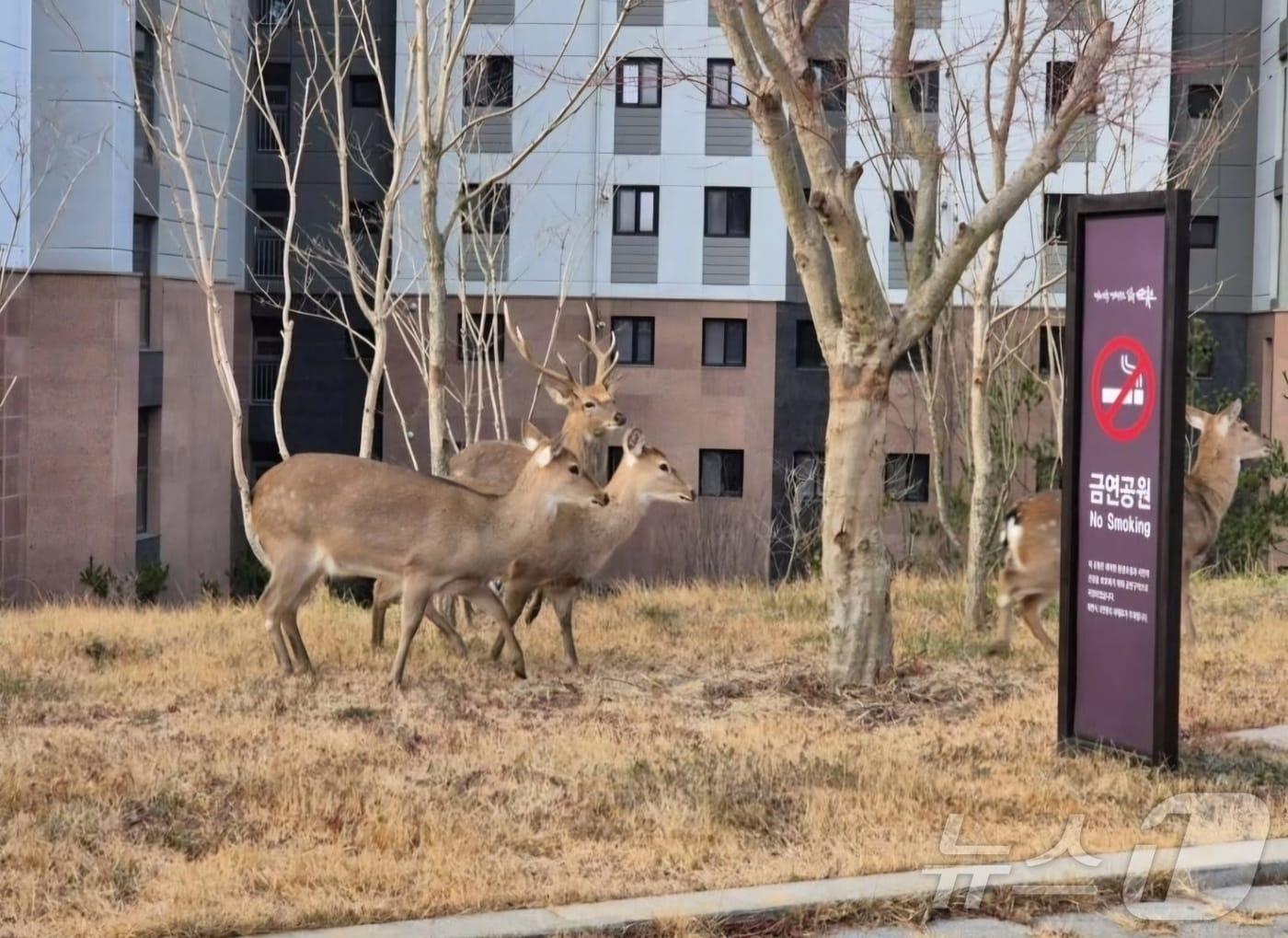 본문 이미지 - 전남 순천의 한 아파트단지에 출몰한 사슴떼.&#40;온라인 커뮤니티 갈무리&#41;2025.2.3/뉴스1