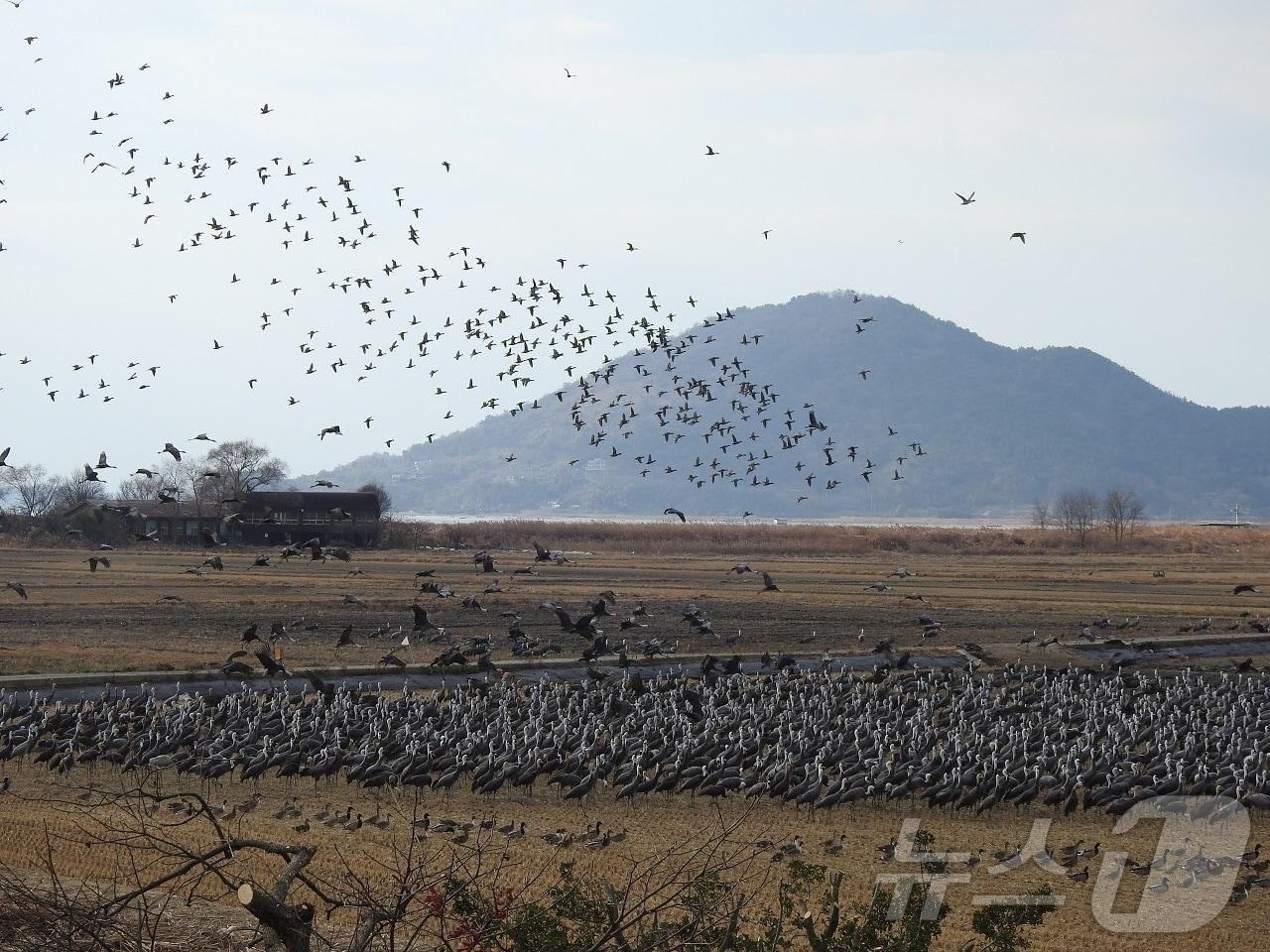 본문 이미지 - 전남 순천만에 서식하는 천연기념물 228호 흑두루미떼.(순천시 제공)2025.2.4/뉴스1