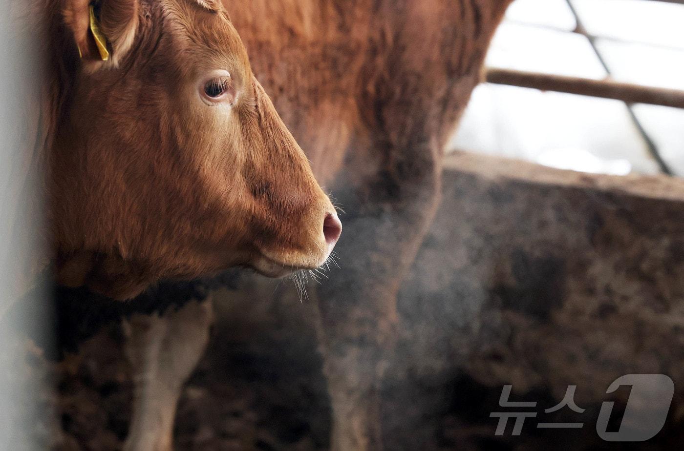 한우. /뉴스1 