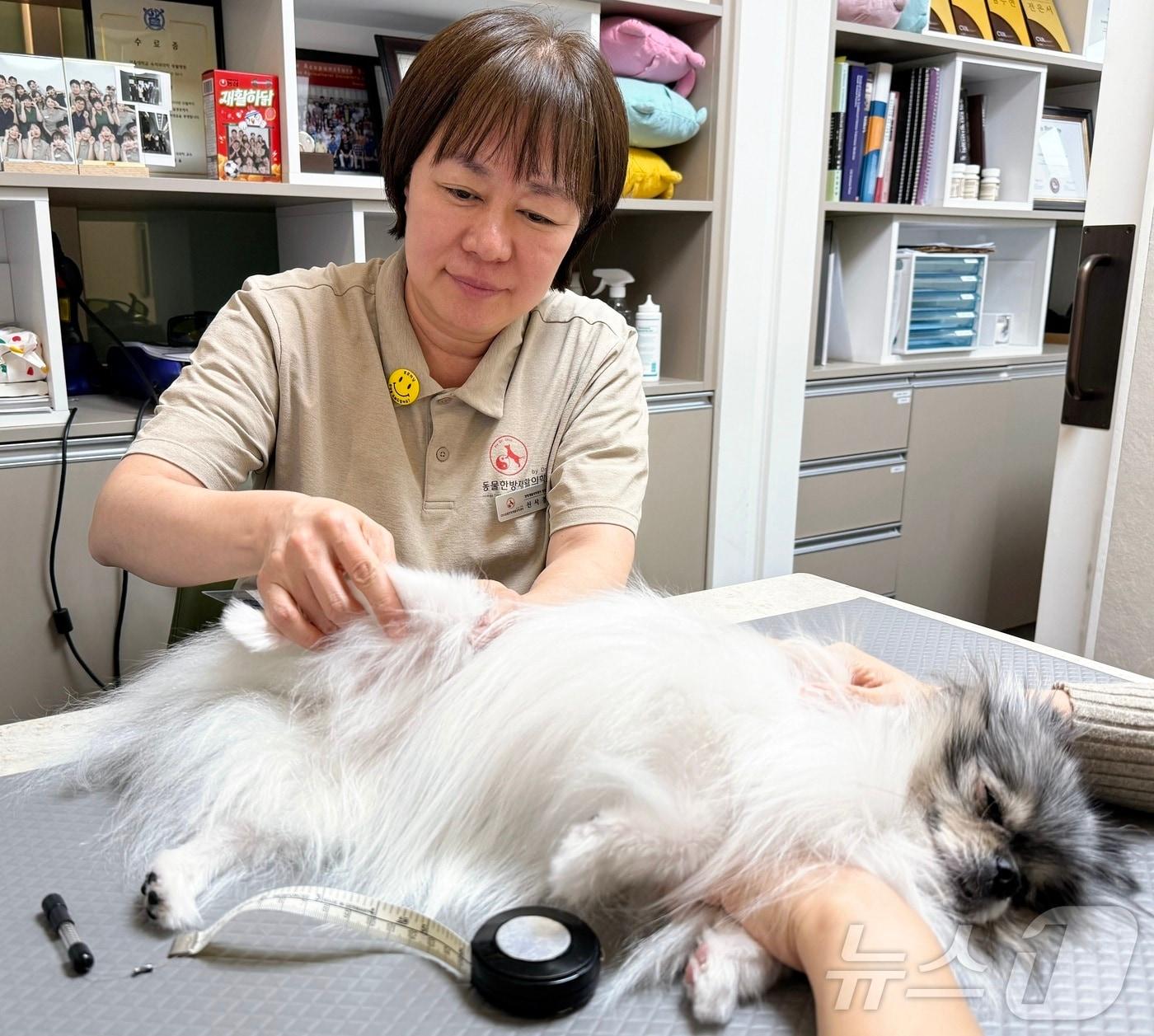 본문 이미지 - 신사경 VIP동물한방재활의학센터 바이 닥터 신사경 대표원장이 강아지 관절 건강 상태를 확인하고 있다(동물병원 제공). ⓒ 뉴스1