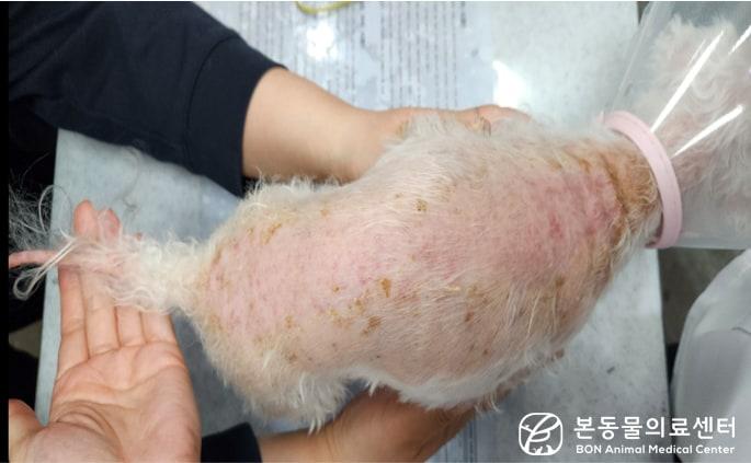 본문 이미지 - 전신 탈모와 심한 각질, 저체온증과 서맥, 비틀거리는 증상으로 동물병원에 내원한 말티즈(몰티즈) 강아지(본동물의료센터 제공) ⓒ 뉴스1
