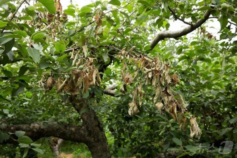 본문 이미지 - 과수화상병에 걸린 과수 모습/뉴스1