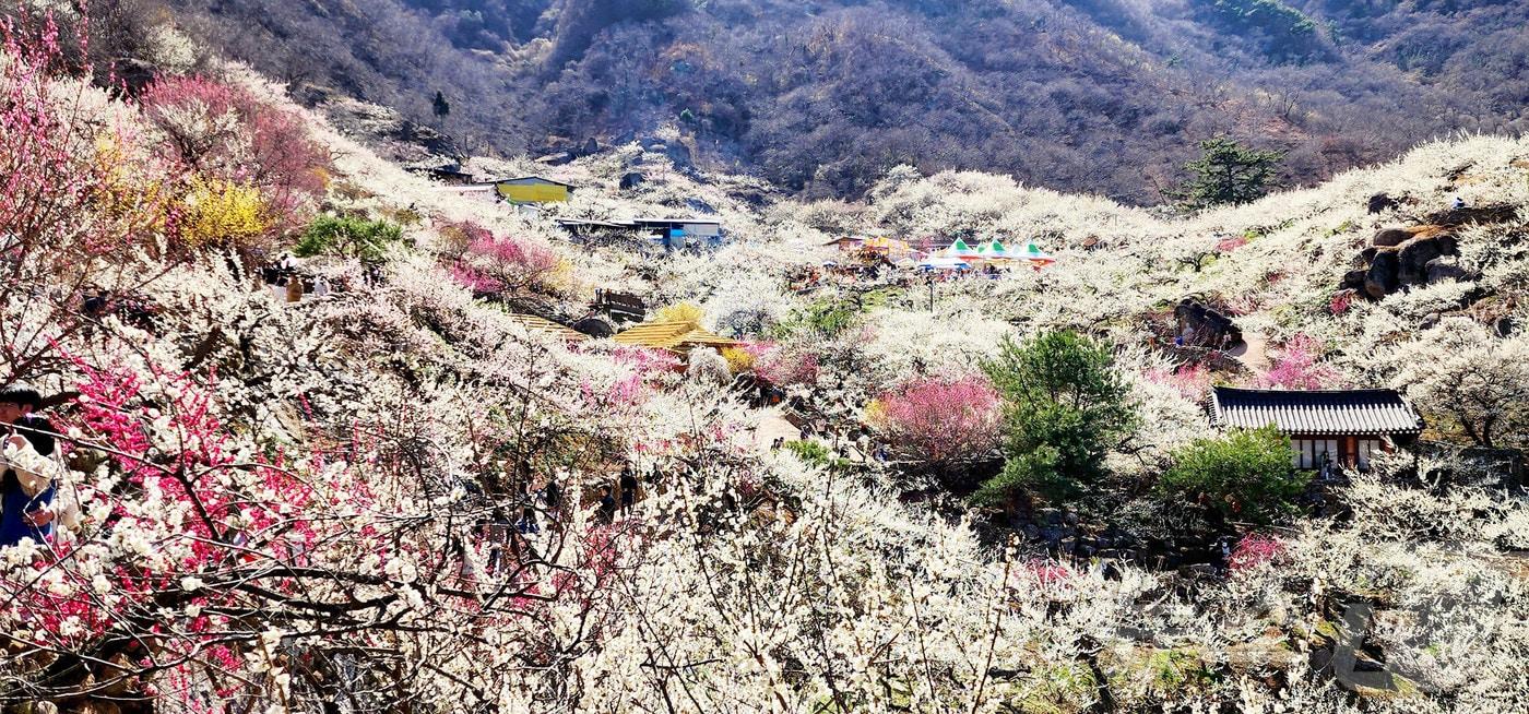 본문 이미지 - 광양매화마을 전경