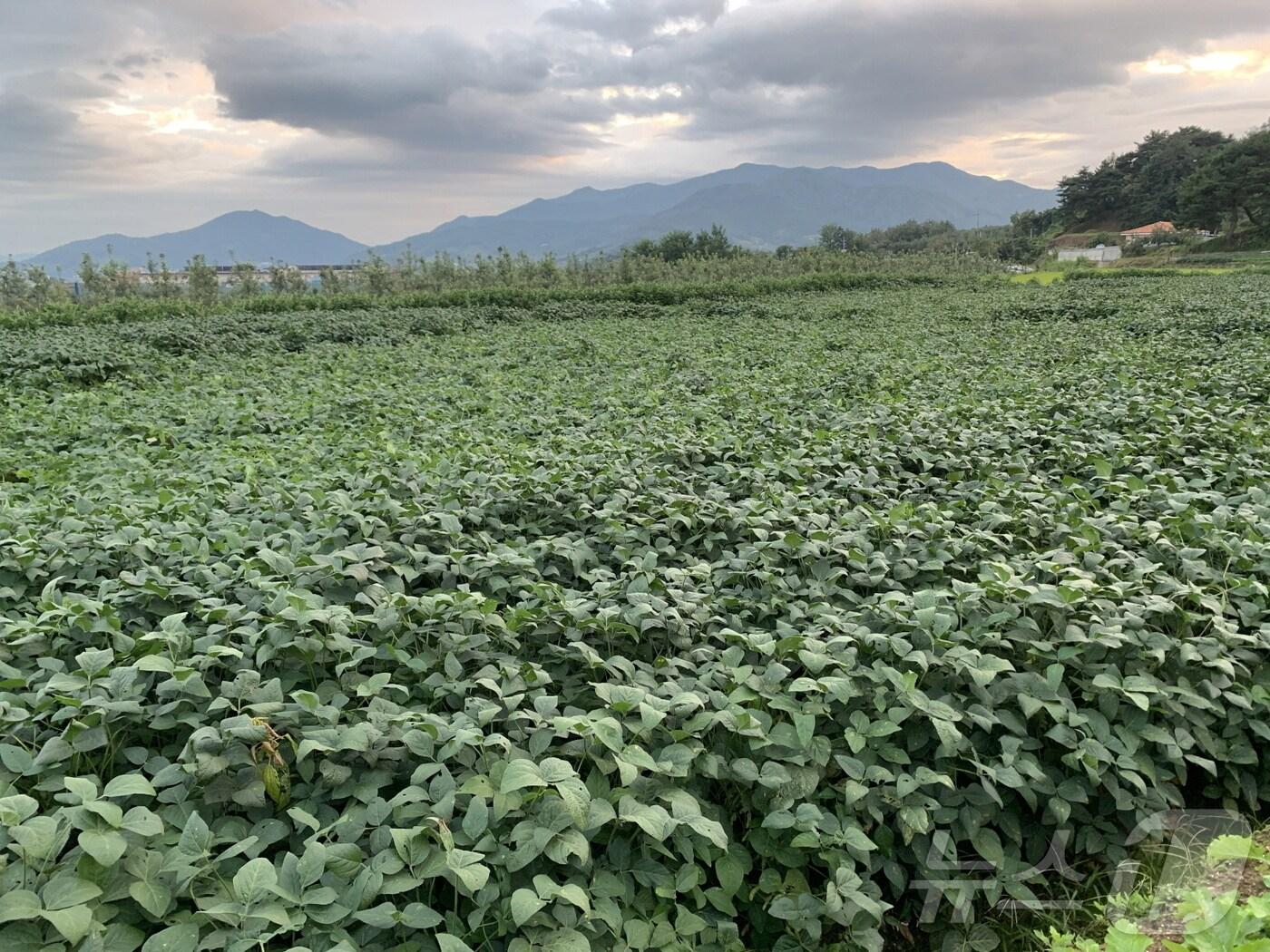 본문 이미지 - 지난해 벼 재배 논에 콩을 재배하는 모습 (영주시 제공)2025.2.7/뉴스1