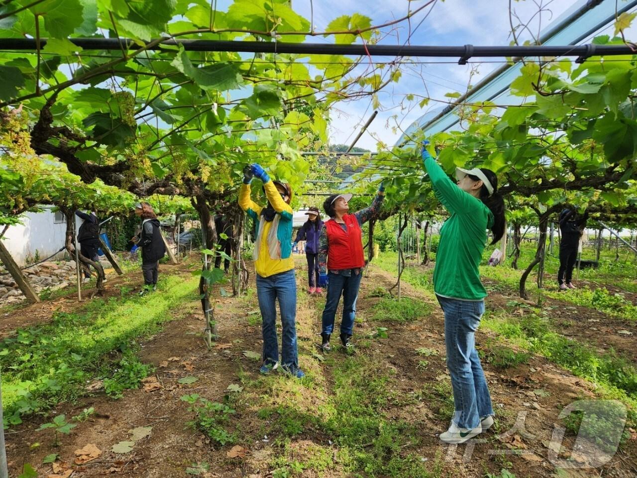 본문 이미지 - 지난해 영동군 일손이음 지원사업 장면 (영동군 제공) /뉴스1 