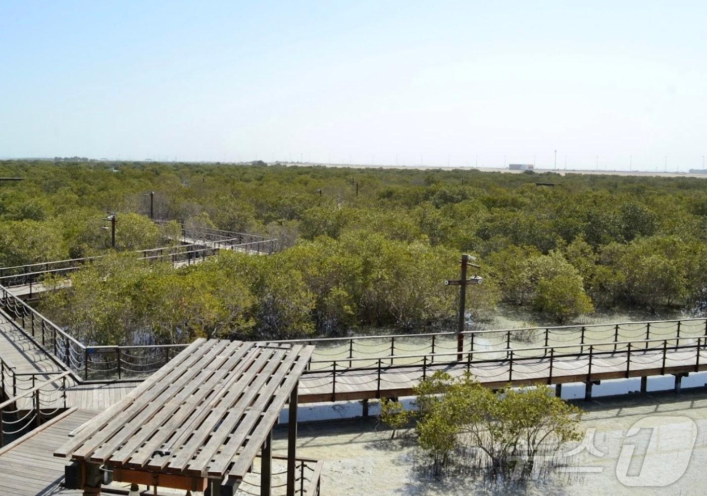 본문 이미지 - 아랍에미리트 아부다비의 맹그로브 해양 국립공원 모습(맹그로브 해양 국립공원) ⓒ 뉴스1