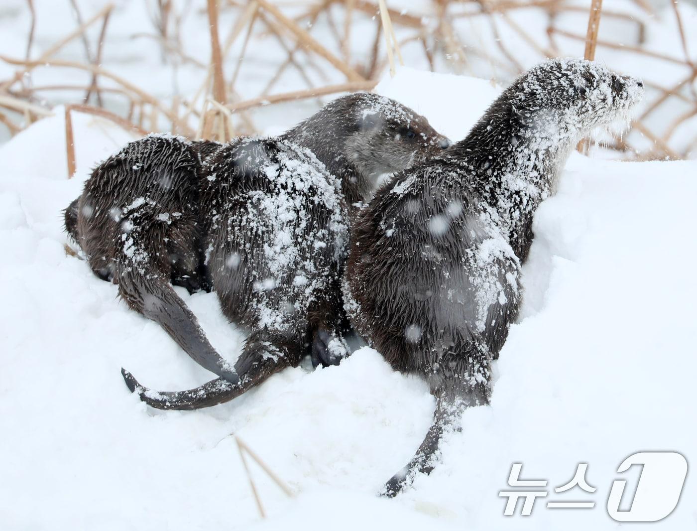 본문 이미지 - 전북 전역에 대설특보가 발효된 지난 7일 전북자치도 전주시 덕진공원에서 천연기념물 330호인 수달이 얼어붙은 호수에 쌓인 눈 위에서 장난을 치고 있다. 2025.2.7/뉴스1 ⓒ News1 유경석 기자