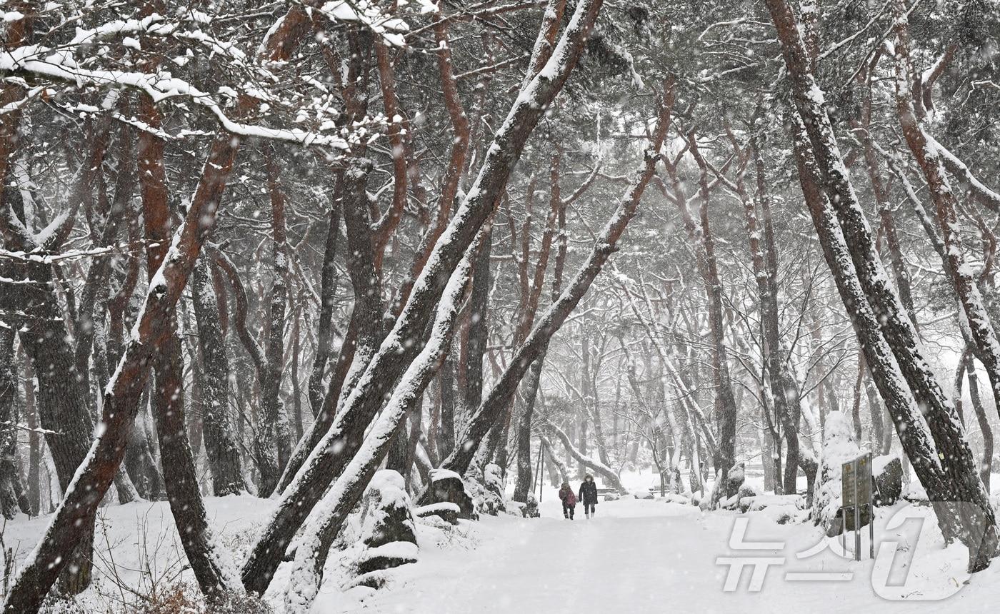 2025.2.7/뉴스1 &#40;폭설 관련 자료사진&#41;