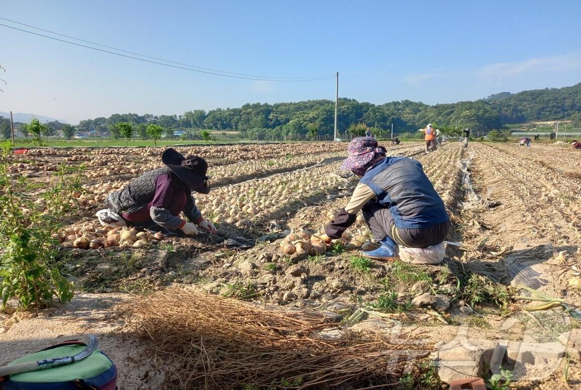 본문 이미지 - 보은군 일손지원 기동대에 참여한 근로자가 일손을 돕고 있다. (보은군 제공. 재판매 및 DB금지) /뉴스1