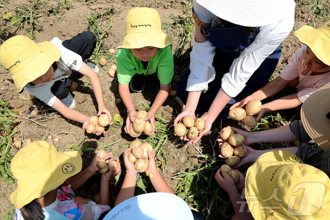 괴산 감물감자축제서 감자캐기 체험하는 아이들/뉴스1