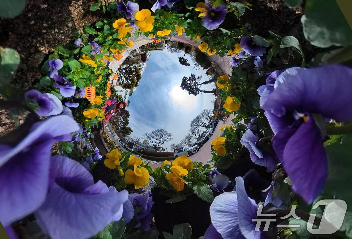 본문 이미지 - 포근한 봄 날씨를 보인 10일 오전 대전 유성구청 광장에서 녹지산림과 관계자들이 펜지 등 봄꽃을 식재하고 있다. 2025.3.10/뉴스1 ⓒ News1 김기태 기자