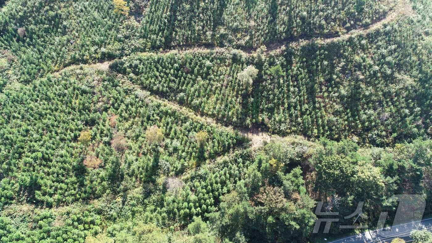 나무심기 모습.(전남도 제공. 재판매 및 DB금지) 2025.3.10/뉴스1