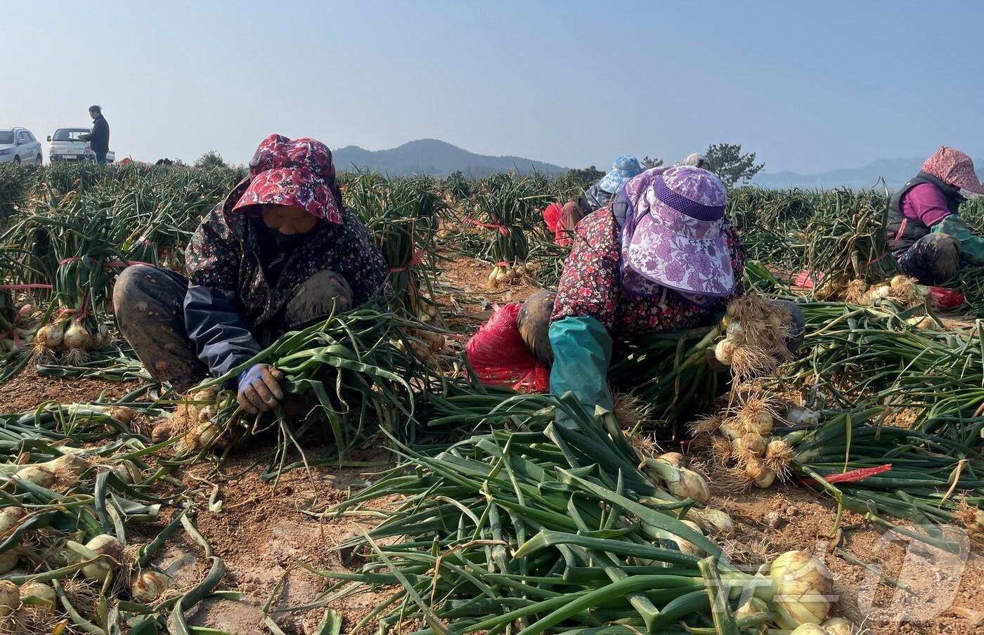 본문 이미지 - 고흥 거금도 조생양파 수확 모습.(전남도 제공. 재판매 및 DB금지) 2025.3.10/뉴스1