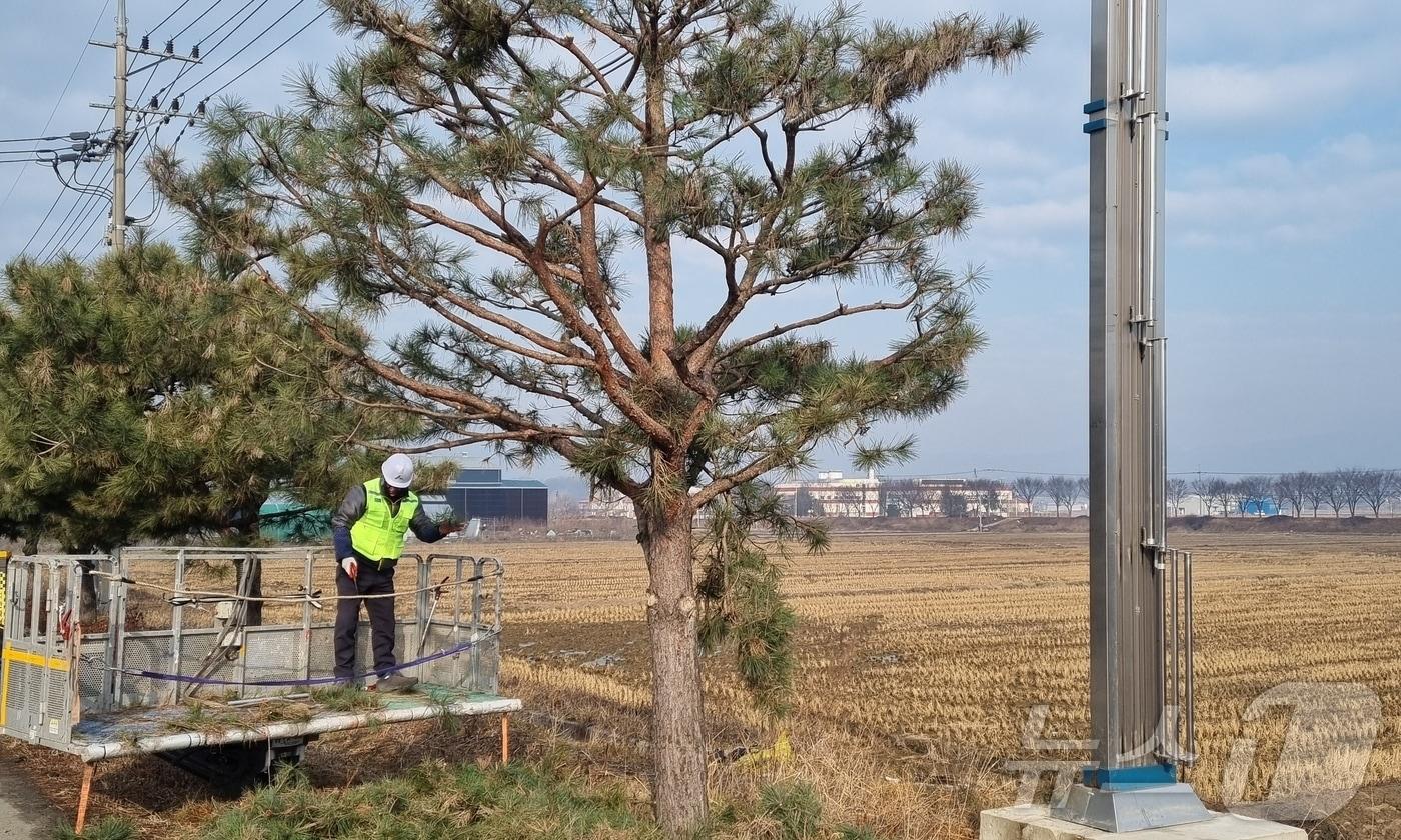 괴산군 가로수 가지치기 모습/뉴스1