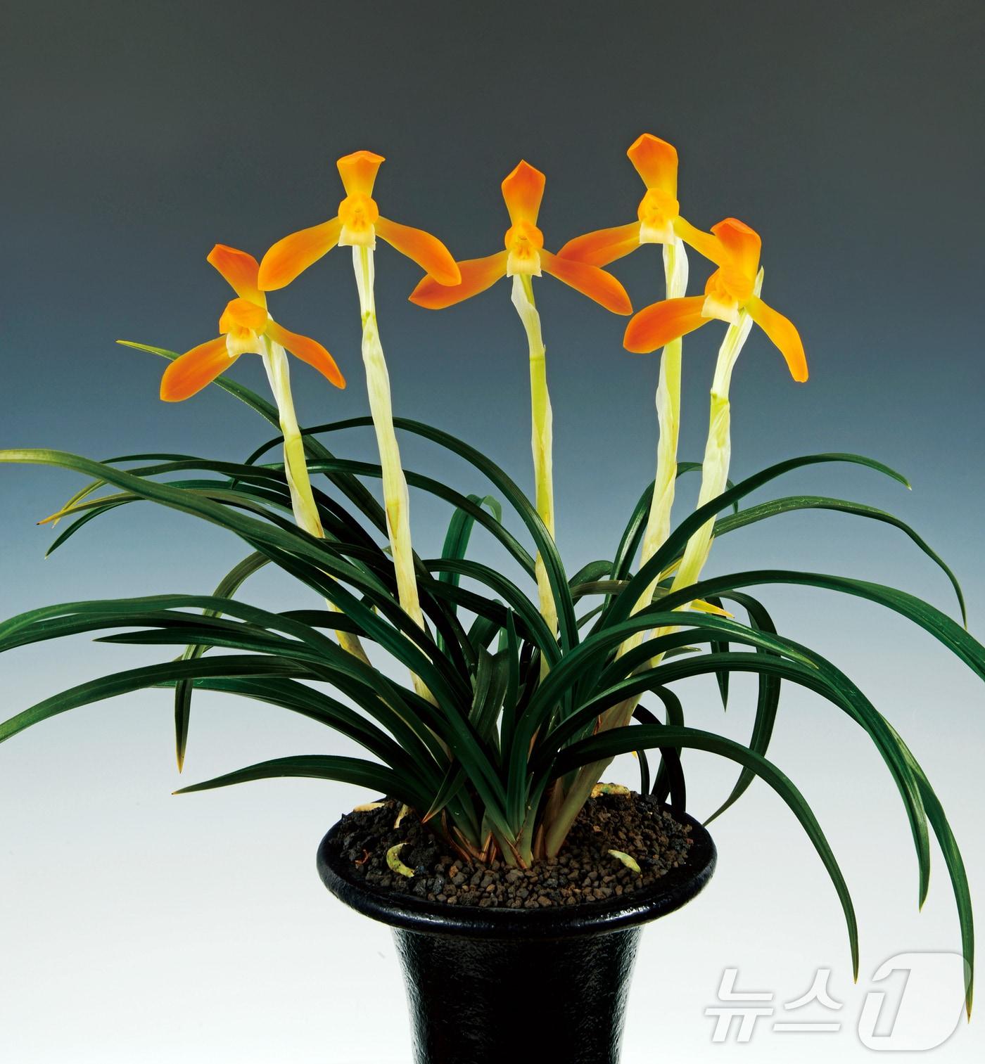 본문 이미지 - 제5회 2024 화순 난 명품 박람회 대상을 받은 &#39;주금소심&#39;.&#40;화순군 제공, 재배포 및 DB 금지&#41; /뉴스1