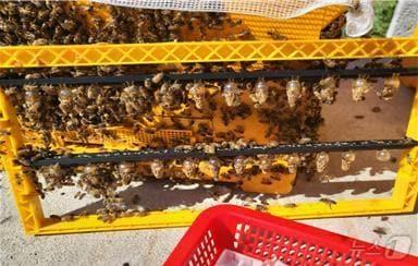 본문 이미지 - 여왕벌방 양성 모습.(농진청 제공)