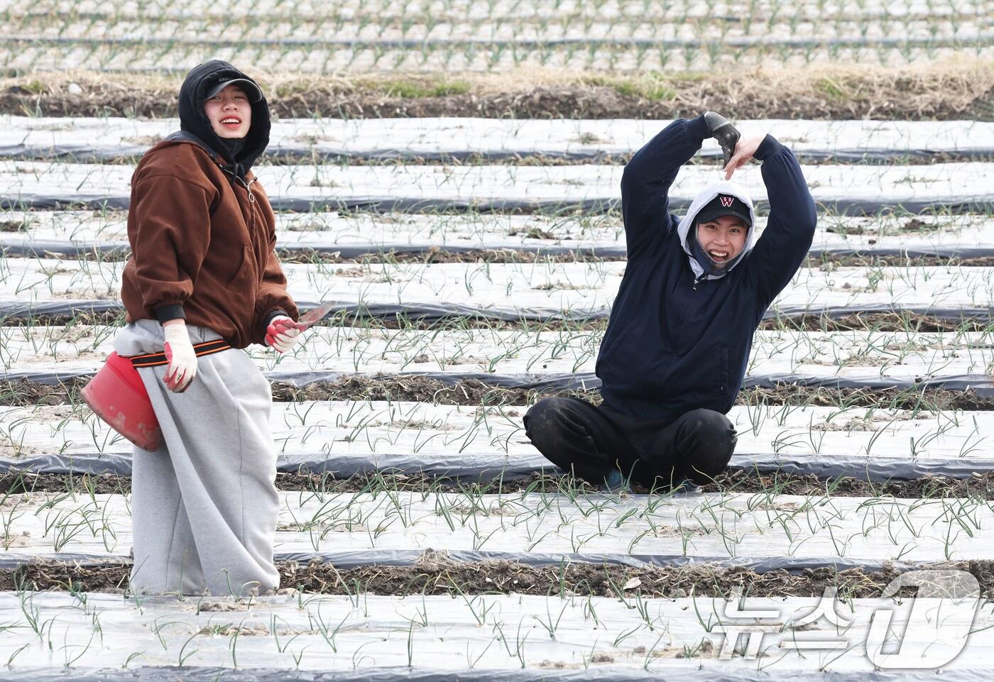 포근한 날씨를 보인 11일 경남 함양군 한들 양파논에서 한 외국인 계절 근로자가 양파잎 세우기 작업 중 하트모양을 하며 웃음꽃을 피우고 있다. &#40;함양군 김용만 제공. 재판매 및 DB 금지&#41; 2025.3.11/뉴스1