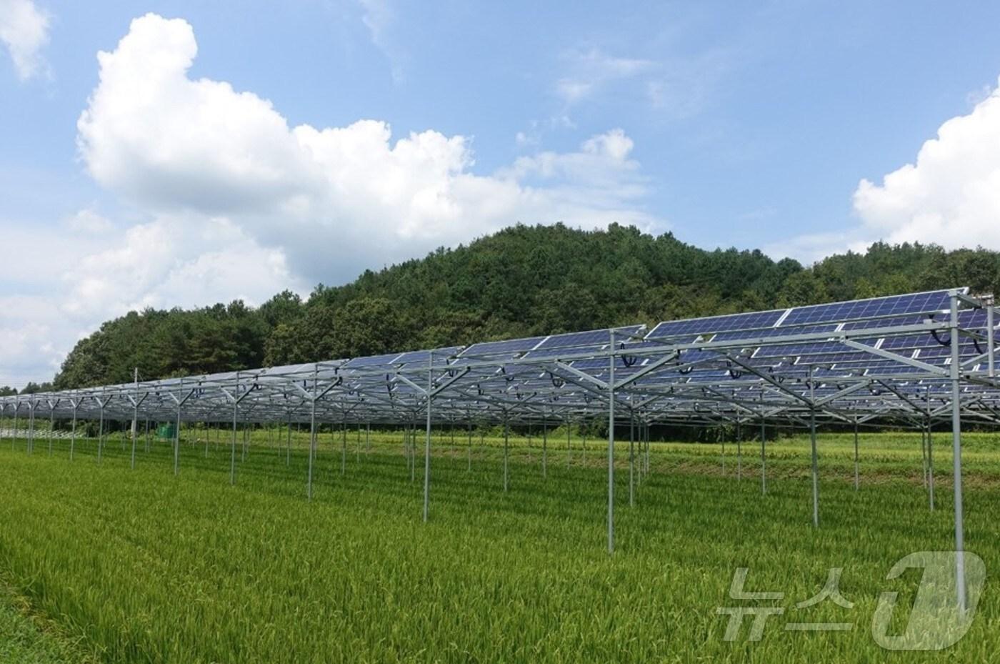 영농형 태양광 모습.(전남도 제공. 재판매 및 DB금지) 2025.3.11/뉴스1
