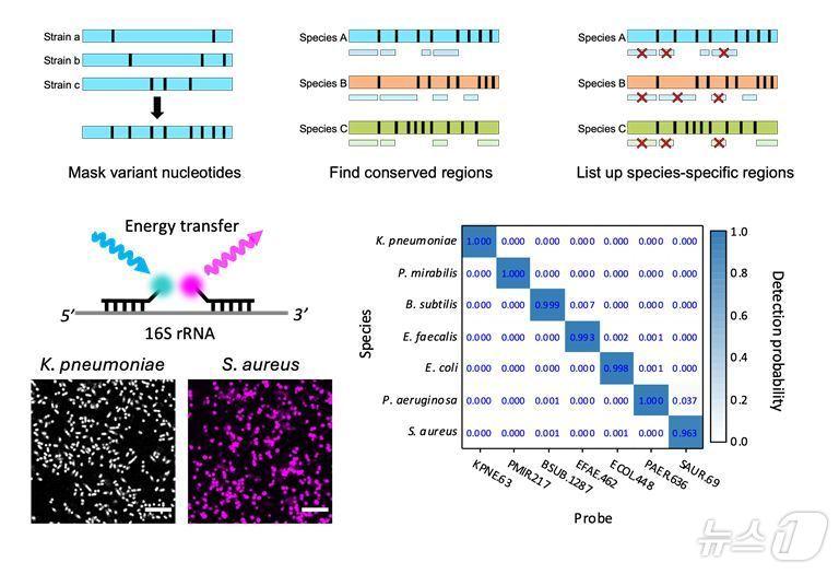 본문 이미지 - 개발된 진단 기술의 작동 원리와 검출 정확도. (UNIST 제공. 재판매 및 DB 금지) /뉴스1