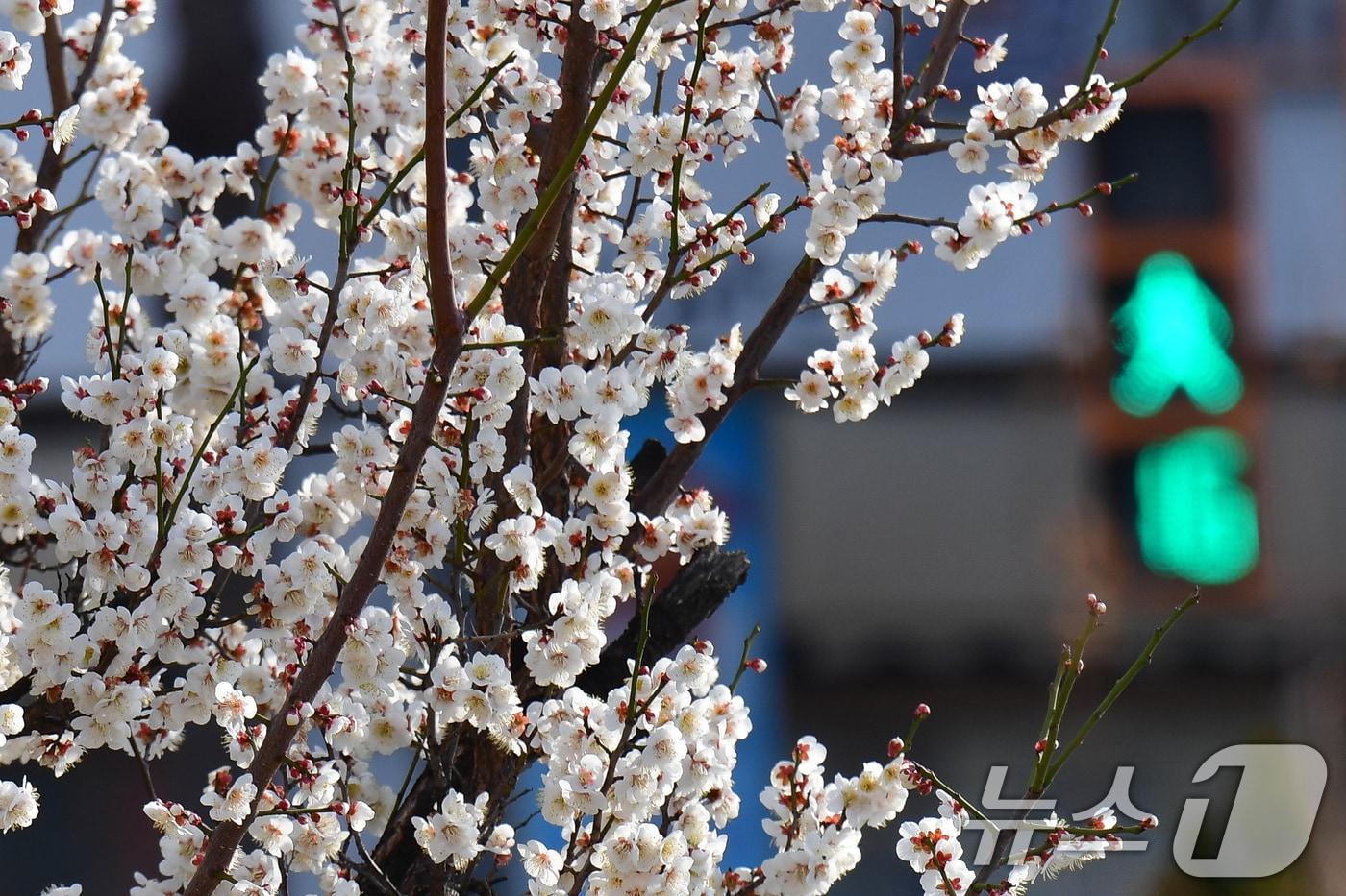 12일 오전 경북 포항시 송림초등학교 앞 포항운하 주변에 매화꽃이 활짝 꽃망을 터뜨리고 있다. 2025.3.12/뉴스1 ⓒ News1 최창호 기자