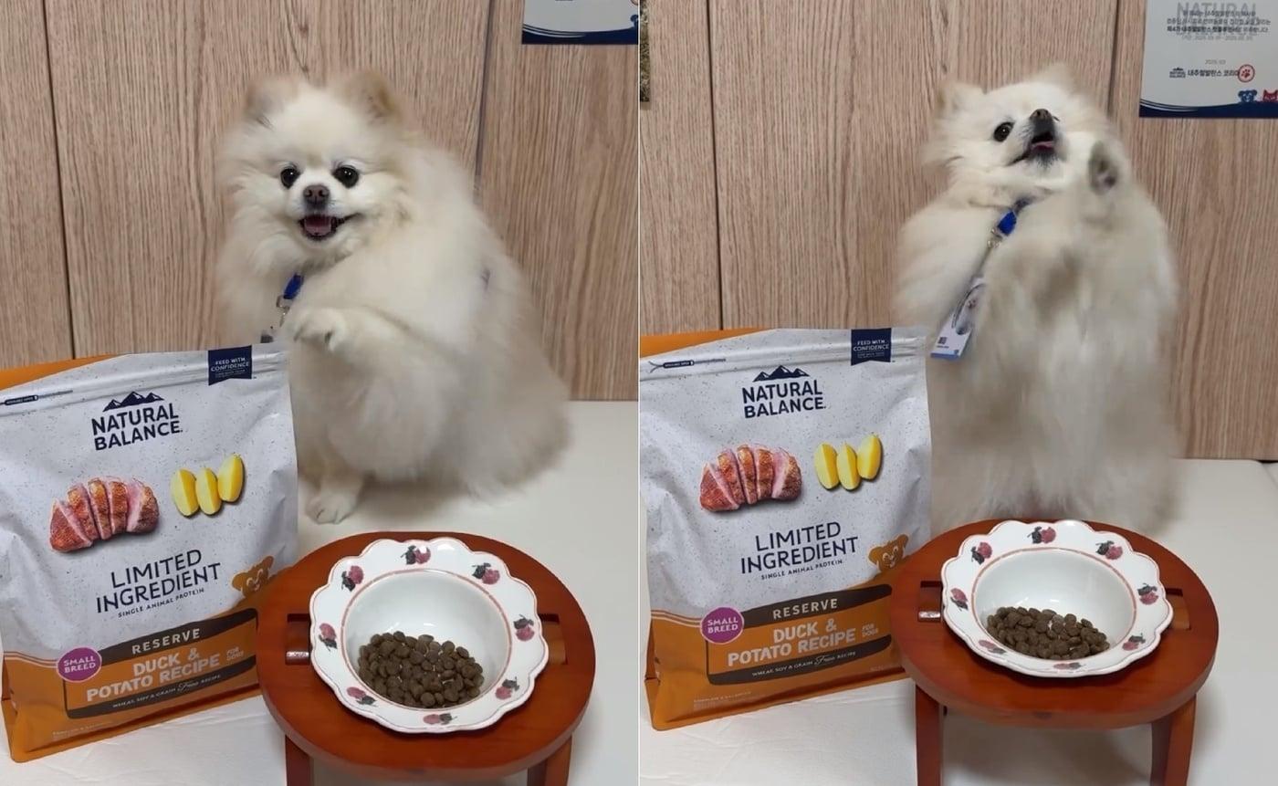 내추럴발란스 서포터즈 펫플루언서 4기 '메리' (인스타그램 merry__cute 제공) ⓒ 뉴스1