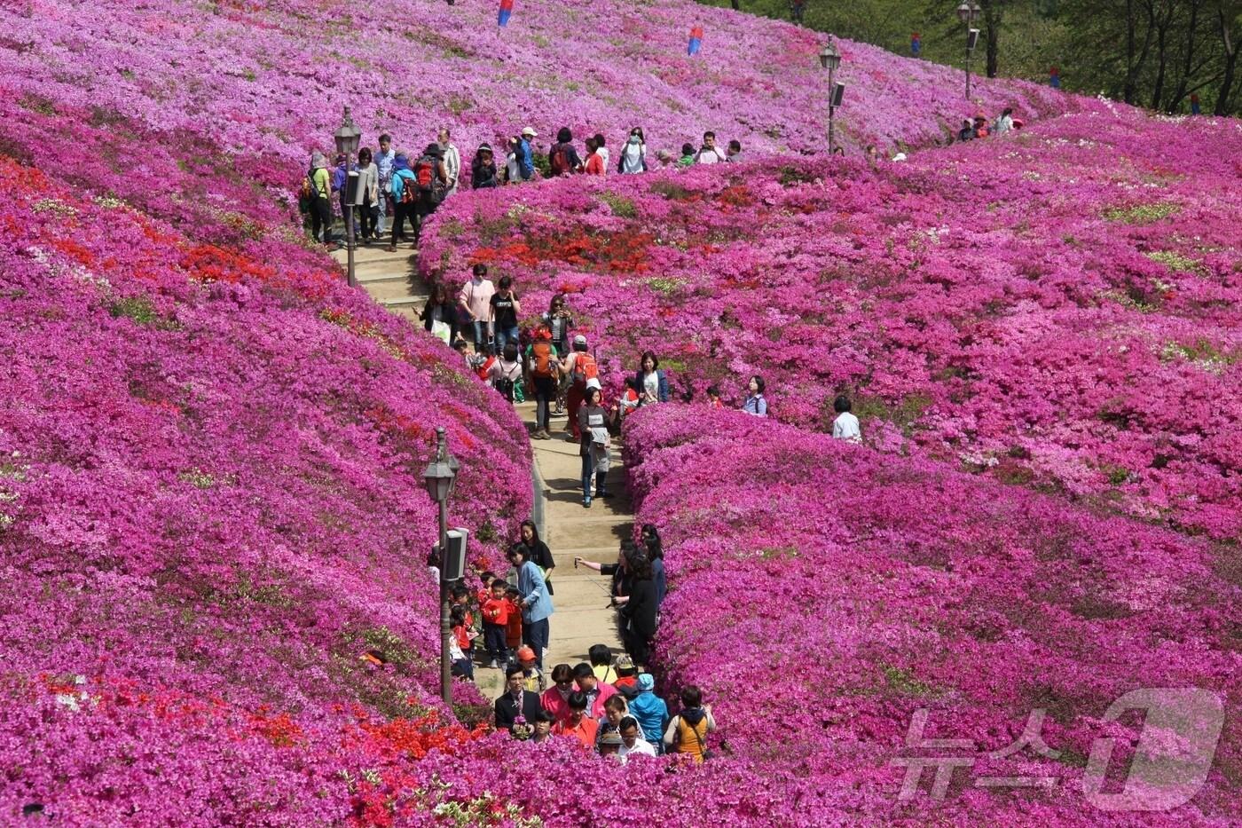  경기 군포시 철쭉축제. (군포시 제공. 재판매 및 DB 금지) 2025.3.12/뉴스1