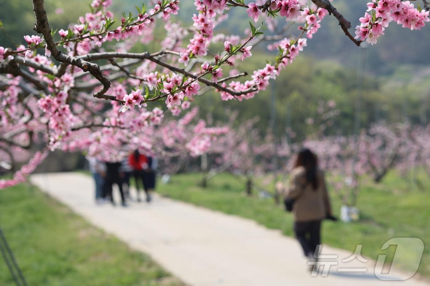  12일 충북 음성군은 1년에 딱 2주만 누릴 수 있는 복사꽃 여행을 운영한다고 밝혔다.(음성군 제공. 재판매 및 DB금지)/뉴스1