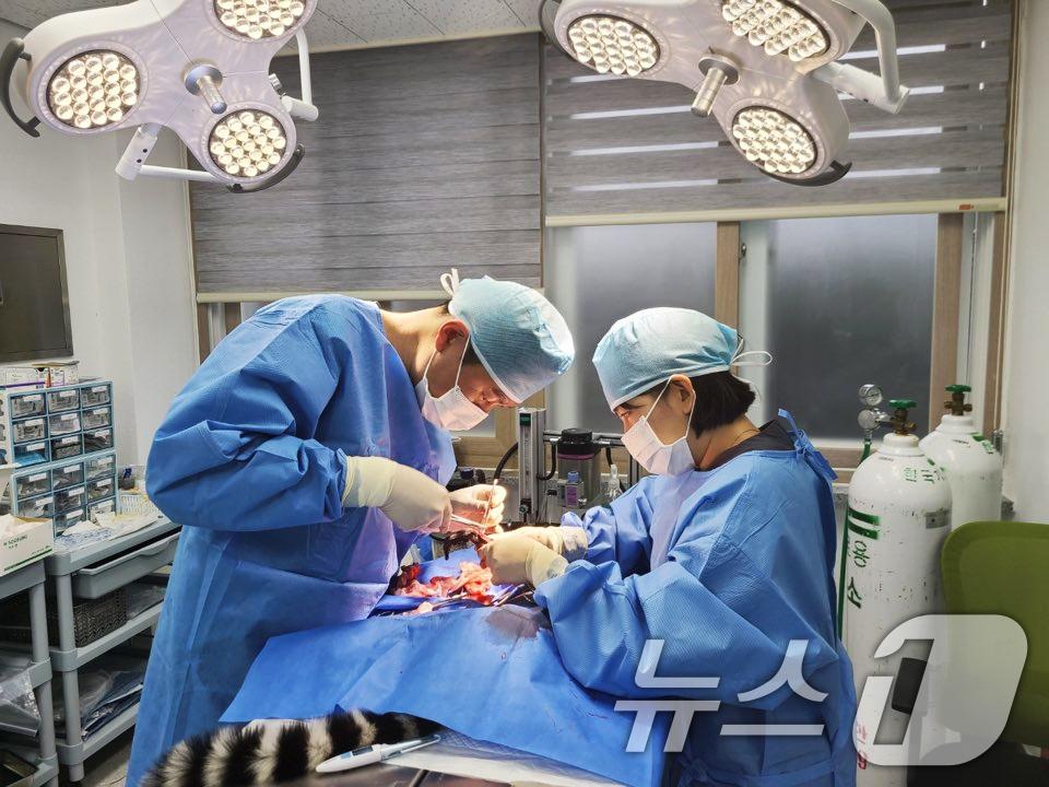 본문 이미지 - 광주 우치동물원 멸종위기종 '알락꼬리여우 원숭이' 골절 수술.(광주시 제공. 재판매 및 DB 금지) 