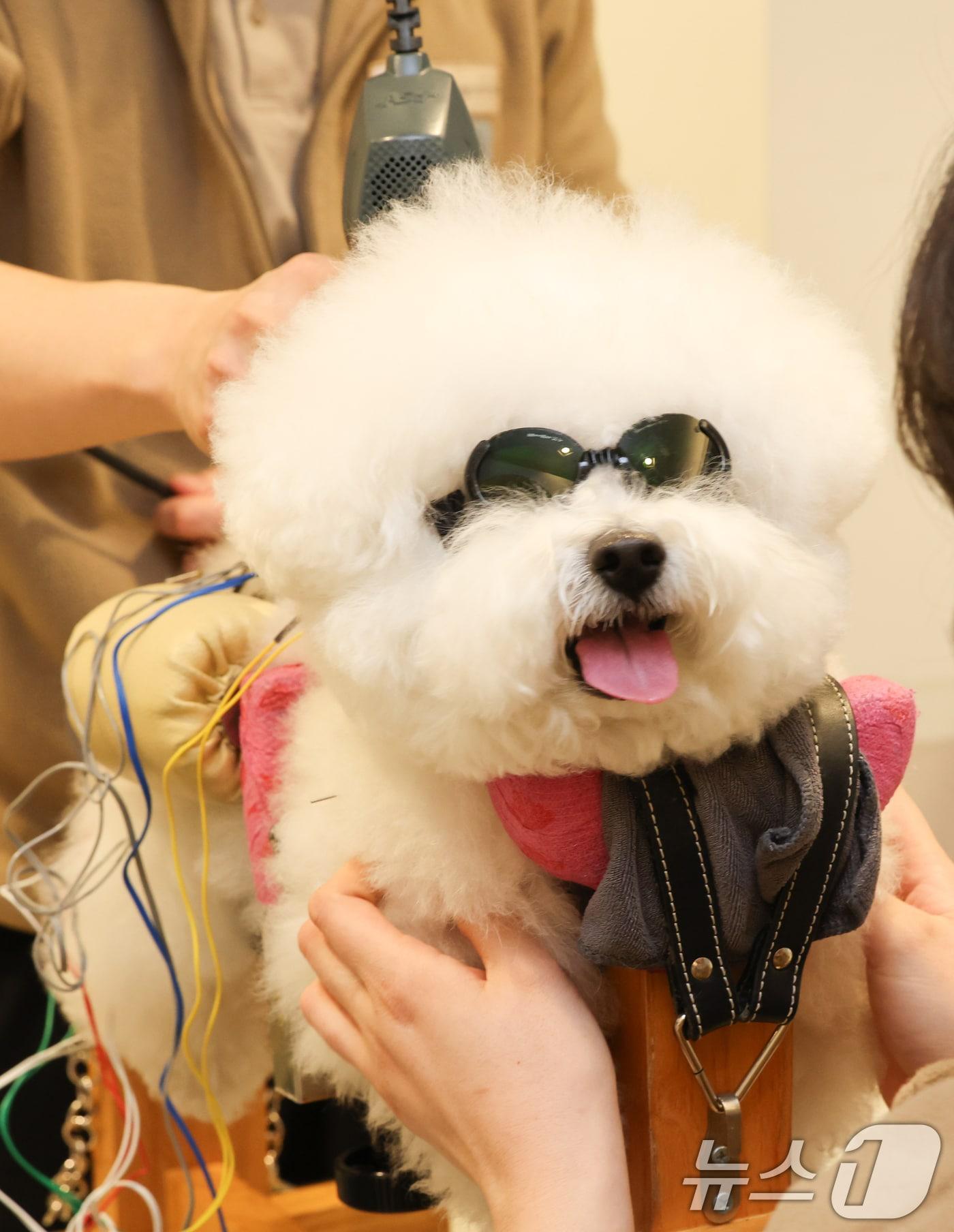 본문 이미지 - 12일 서울 강남구 VIP동물한방재활의학센터 by Dr.(바이 닥터) 신사경에서 한 애견이 레이저 치료를 받고 있다. 2025.3.12/뉴스1 ⓒ News1 허경 기자