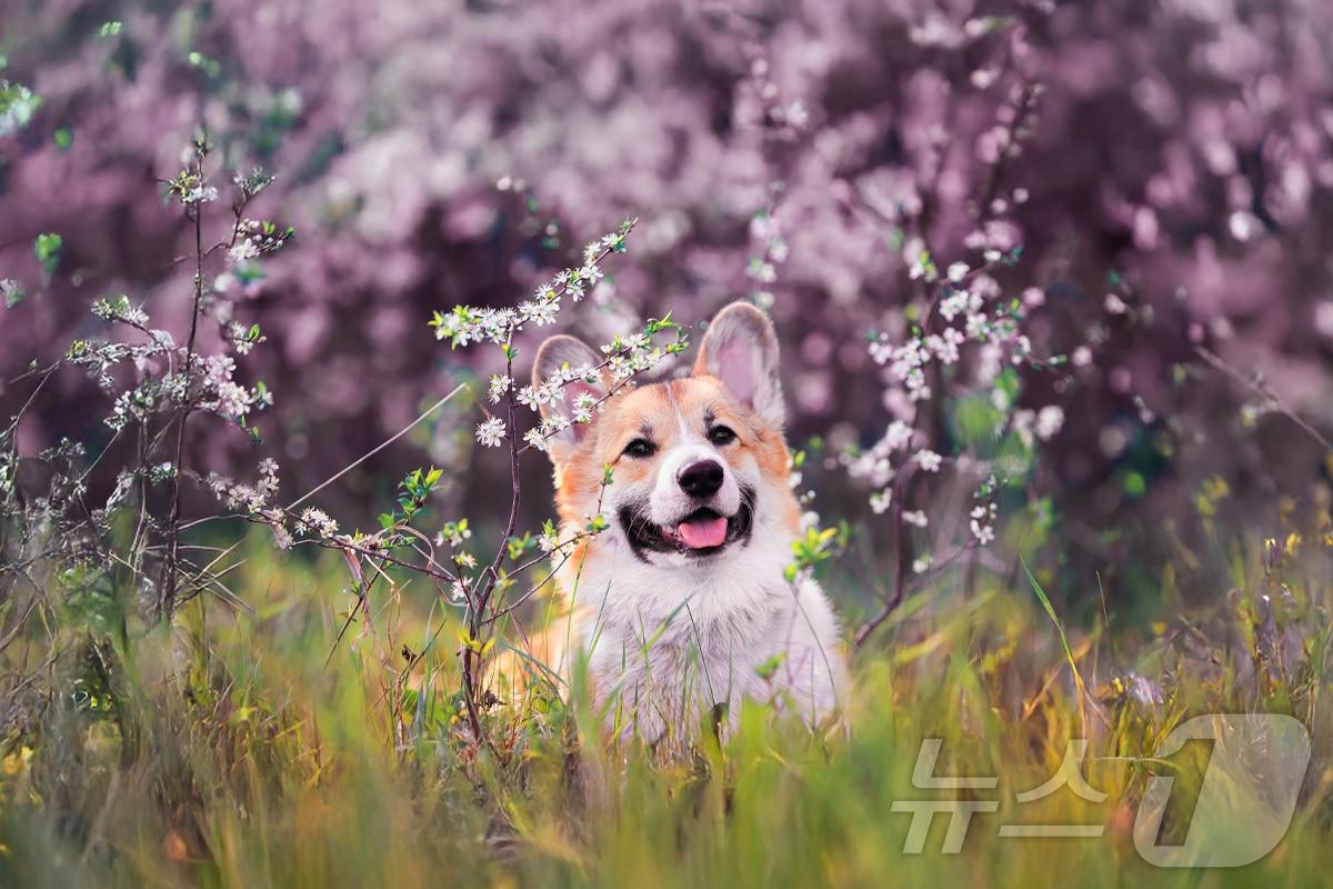 본문 이미지 - 보문단지에서 봄을 만끽하는 반려견&#40;키녹 제공&#41;