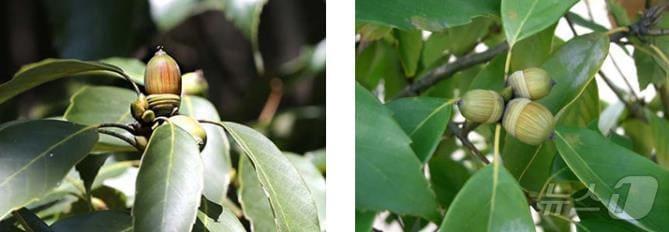 본문 이미지 - 종가시나무 도토리 &#40;산림청 국립산림과학원 제공.재판매 및 DB금지&#41;/뉴스1