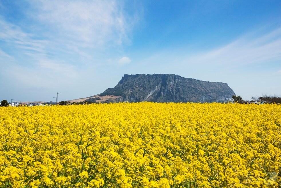 본문 이미지 - 제주에 찾아온 봄(스카이스캐너 제공)