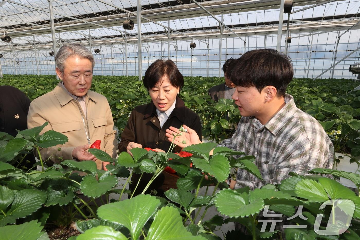  송미령 농림축산식품부 장관&#40;왼쪽&#41;과 강호동 농협중앙회장이 지난 3월 충남 논산시 소재 청년농업인의 스마트팜 농가를 방문해 딸기 생육 상황을 살피고 있다. &#40;농협 제공. 재판매 및 DB금지&#41; &#40;사진은 기사 내용과 무관함&#41; / 뉴스1 ⓒ News1  이연주 기자