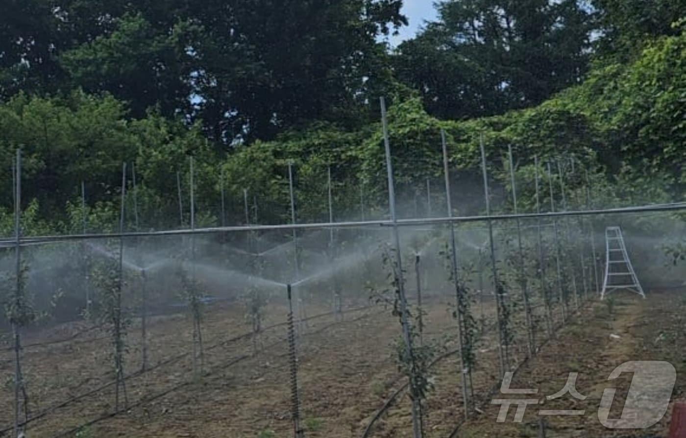 이상 기온에 의한 서리 피해 막기 위해 미세 살수장치를 가동하는 과수원 모습/뉴스1