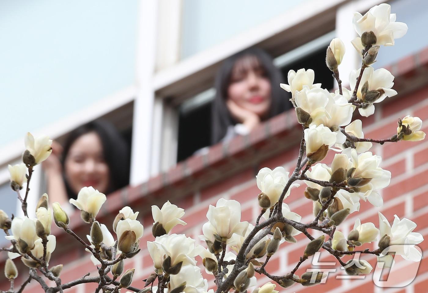 평년 기온을 웃도는 포근한 날씨가 이어진 13일 대구 북구 영진전문대 복현캠퍼스에 핀 목련이 완연한 봄소식을 전하고 있다. 2025.3.13/뉴스1 ⓒ News1 공정식 기자