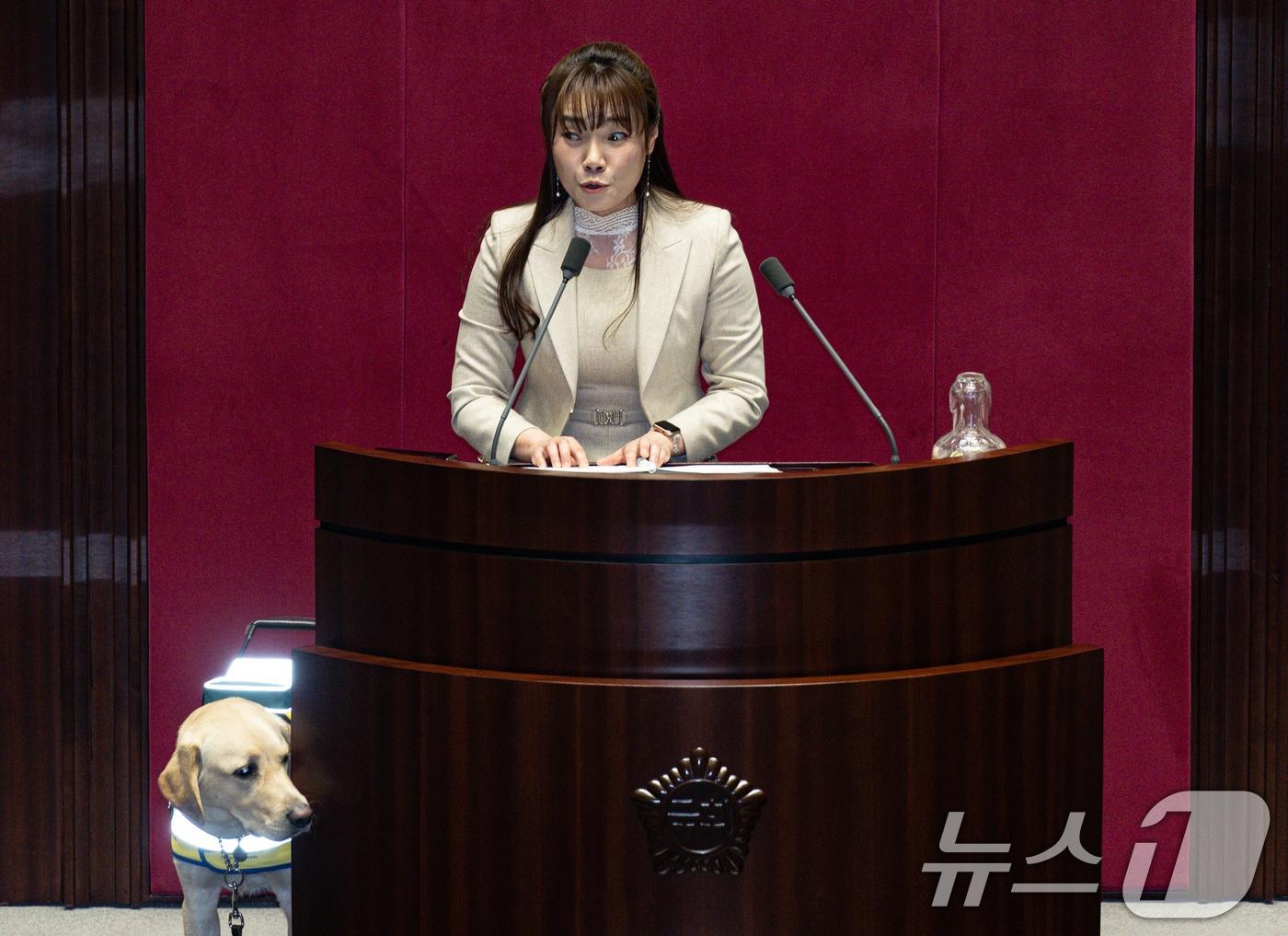 본문 이미지 - 김예지 국민의힘 의원의 안내견 &#39;태백&#39;이가 13일 오후 서울 여의도 국회 본회의장에서 열린 제423회 국회&#40;임시회&#41; 제1차 본회의에서 김 의원이 보건복지위원회 소관 제안설명 및 심사보고를 하는 동안 발언대 주위를 살피고 있다. 2025.3.13/뉴스1 ⓒ News1 이재명 기자