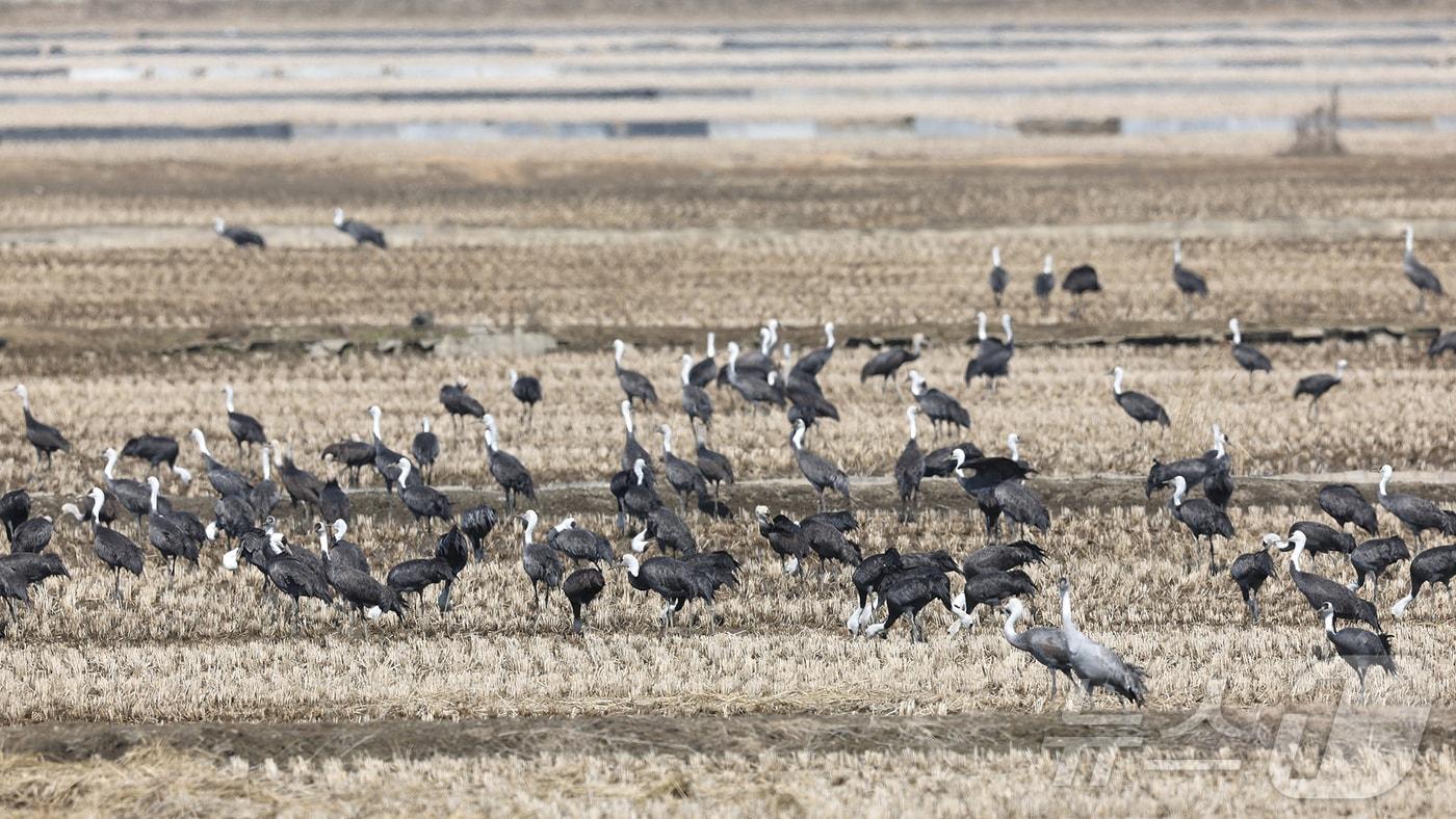 본문 이미지 - 서산 천수만 흑두루미 모습.(서산시 제공..재판매 및 DB금지) /뉴스1 