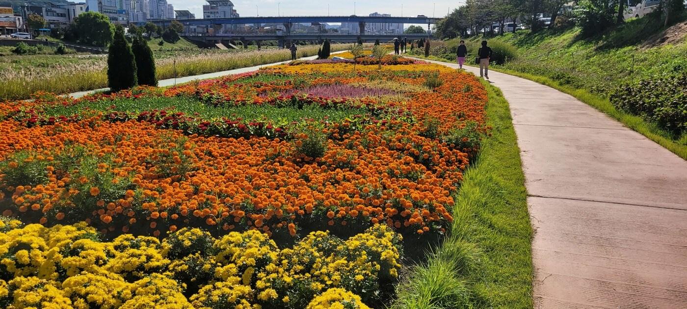 본문 이미지 - 청주 무심천 꽃정원(청주시 제공. 재판매 및 DB금지)