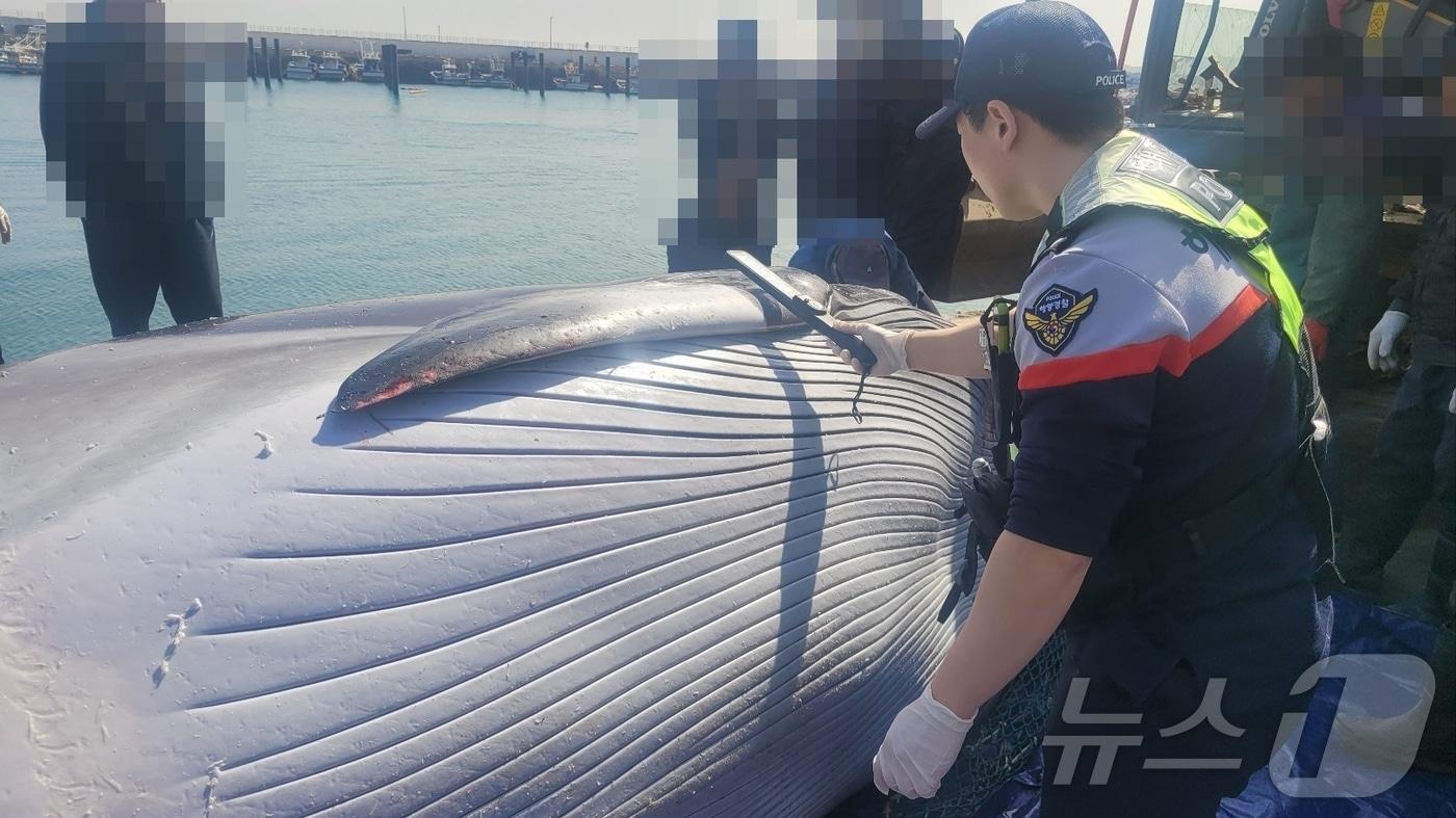 발견된 밍크고래(인천해양경찰서 제공.재판매 및 DB금지)
