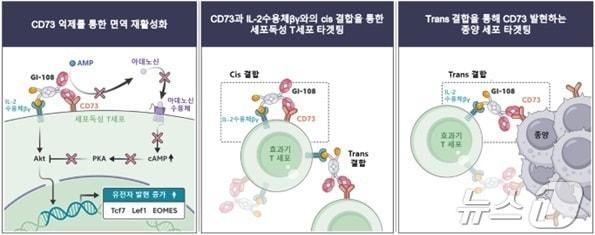 본문 이미지 - 대사면역항암제 후보물질 &#39;GI-108&#39; 기전 모식도.&#40;지아이이노베이션 제공&#41;/뉴스1