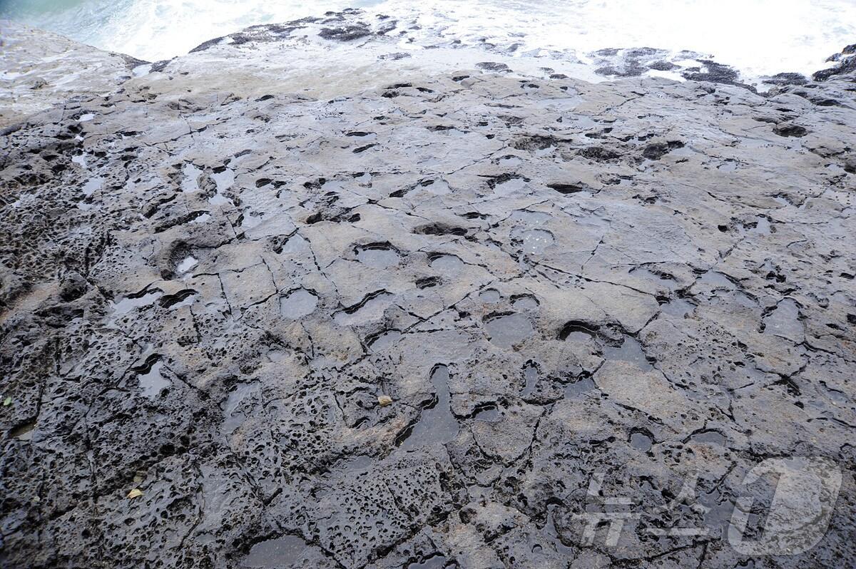 본문 이미지 - 여수 낭도 공룡 발자국 화석 산지.(여수시 제공. 재판매 및 DB 금지)