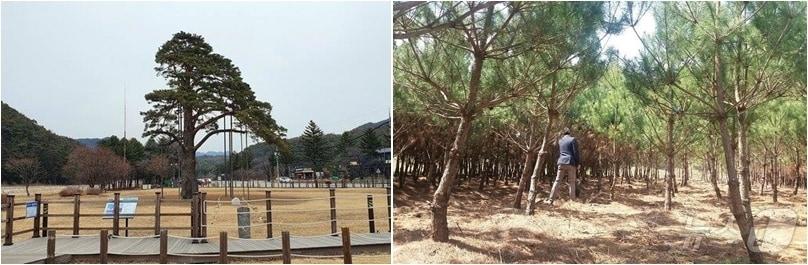 본문 이미지 - 천연기념물(103호) 정이품송(왼쪽)과 자목 (보은군 제공. 재판매 및 DB금지) /뉴스1 