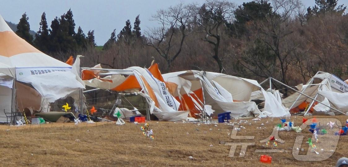 본문 이미지 - 15일 오전 제주들불축제장 천막 등이 강풍에 모두 쓰러져 있다. (제주시 제공. 재판매 및 DB 금지)