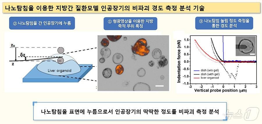 본문 이미지 -  비알콜성 지방간 검진을 위한 나노 탐침분석기술 연구 개념도(화학연구원 제공. 재판매 및 DB금지) /뉴스1