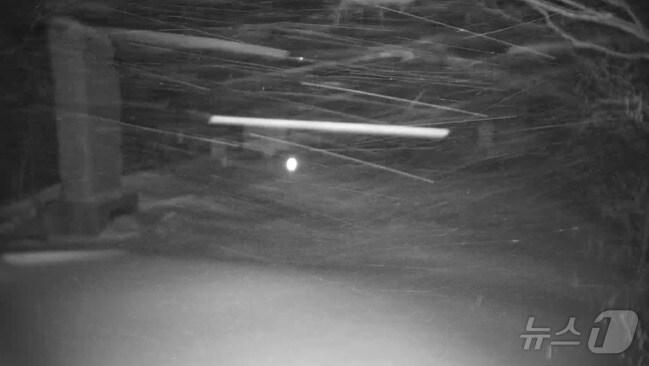 본문 이미지 - 눈 내리는 강원 평창 오대산 두로령.(국립공원공단 CCTV 캡처, 재판매 및 DB금지)