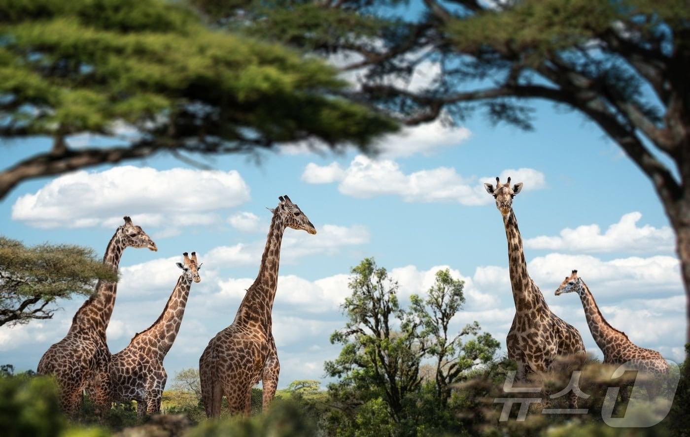탄자니아 세렝게티 국립공원(모두투어 제공)