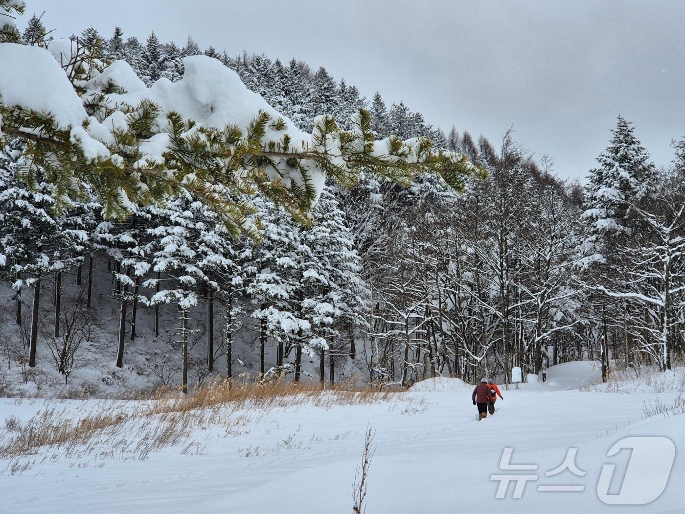 본문 이미지 - 기사 이해를 돕기 위한 강원 평창군 대관령면 적설 지역 자료 사진으로 기사 내용과 직접 관련 없음. ⓒ News1