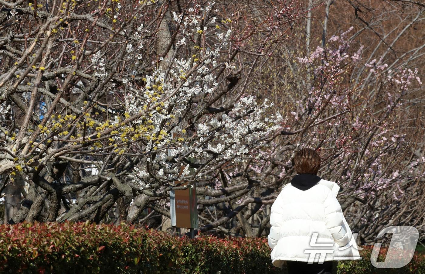본문 이미지 - 전국적으로 꽃샘추위가 찾아온 지난해 3월 부산 남구 대연수목전시원에 핀 산수유, 매화 옆으로 두터운 옷을 입은 시민들이 걸어가고 있다. 2025.3.17 ⓒ 뉴스1 윤일지 기자